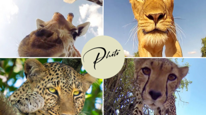Fotografia fauna selvatica